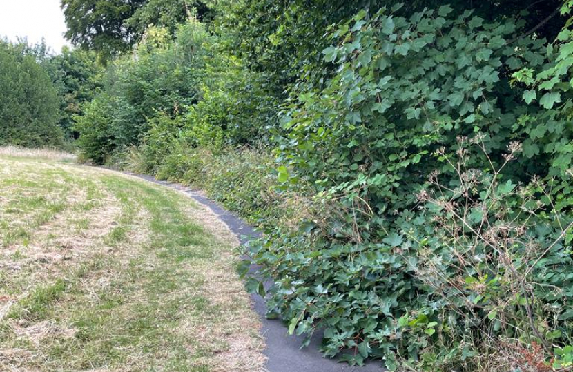 Before: The overgrown hedge which was the purpose of the visit